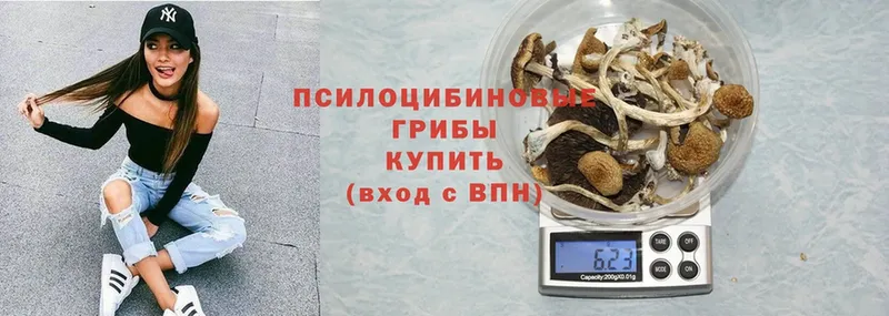 Псилоцибиновые грибы Cubensis  где найти наркотики  Ветлуга 